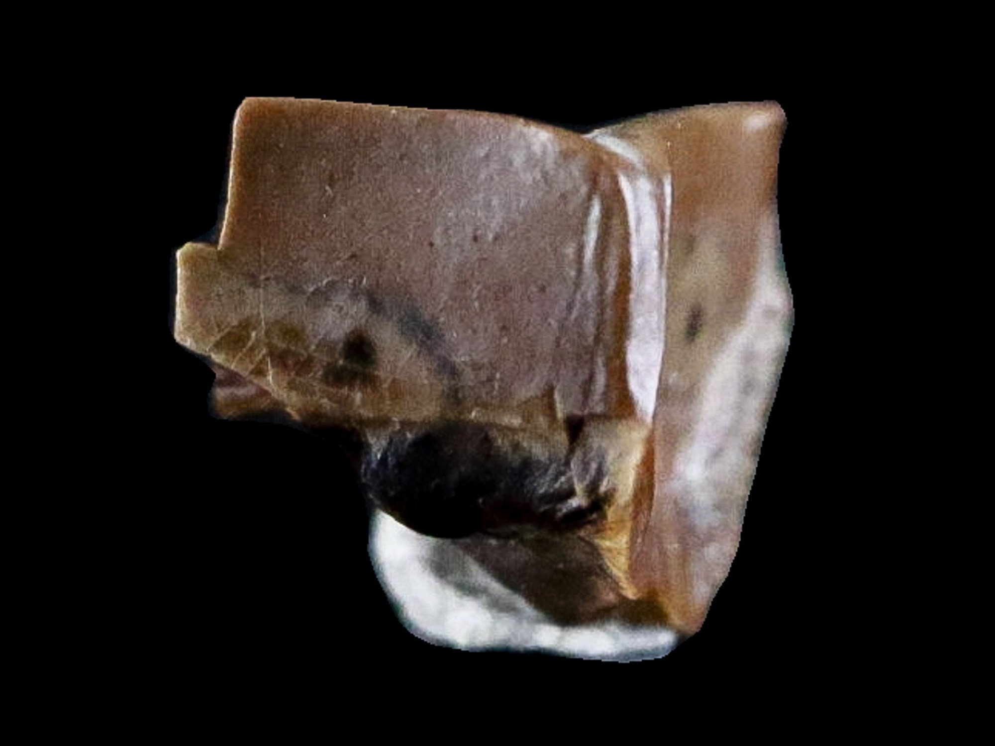 corythosaurus fossil