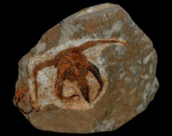 32MM Detailed Fossil Goniopygus Sp Sea Urchin Echinoid Cretaceous