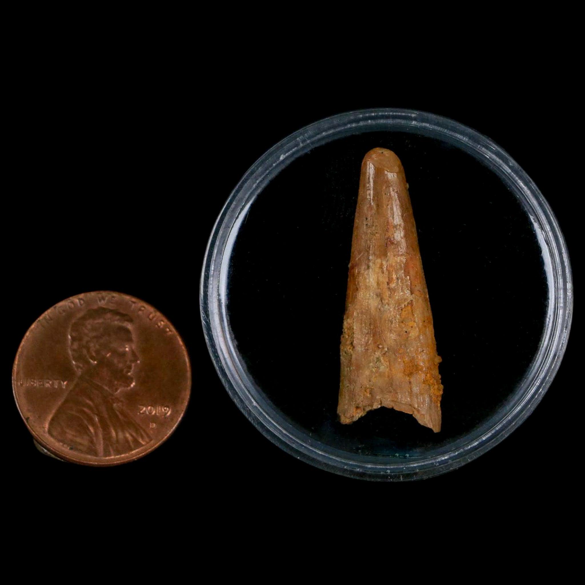1.1インチ 翼竜コロボリンクス化石歯 上部白亜紀 ケムケム盆地