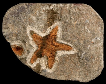 30MM Brittlestar Petraster Stella Marina Fossile Ordoviciano Età Blekus Marocco Kataoua Formazione Certificato di Autenticità Spedizione Gratuita
