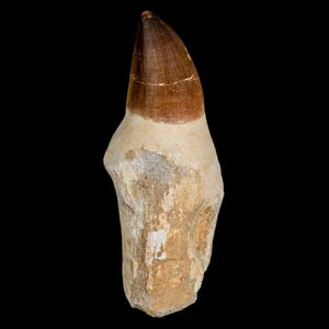 XL 4.4&quot; Mosasaur Prognathodon Fossil Tooth Rooted Cretaceous Dinosaur Era Oued Zem Morocco Certificate of Authenticity Free Shipping