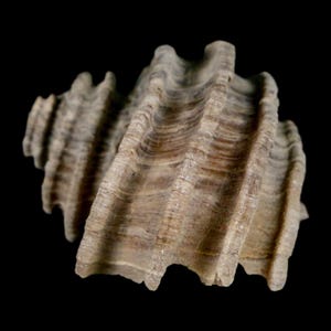 1.7 "Ecphora Gardnerae Gastropoden Fossil Muschel Lee Creek Biozön Epoche North Carolina Versand versandkostenfrei