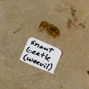 May include: A fossilized insect, likely a weevil, with a label reading "snout beetle (weevil)". The insect is brown and the label is white with black text. The background is a light brown, textured surface.