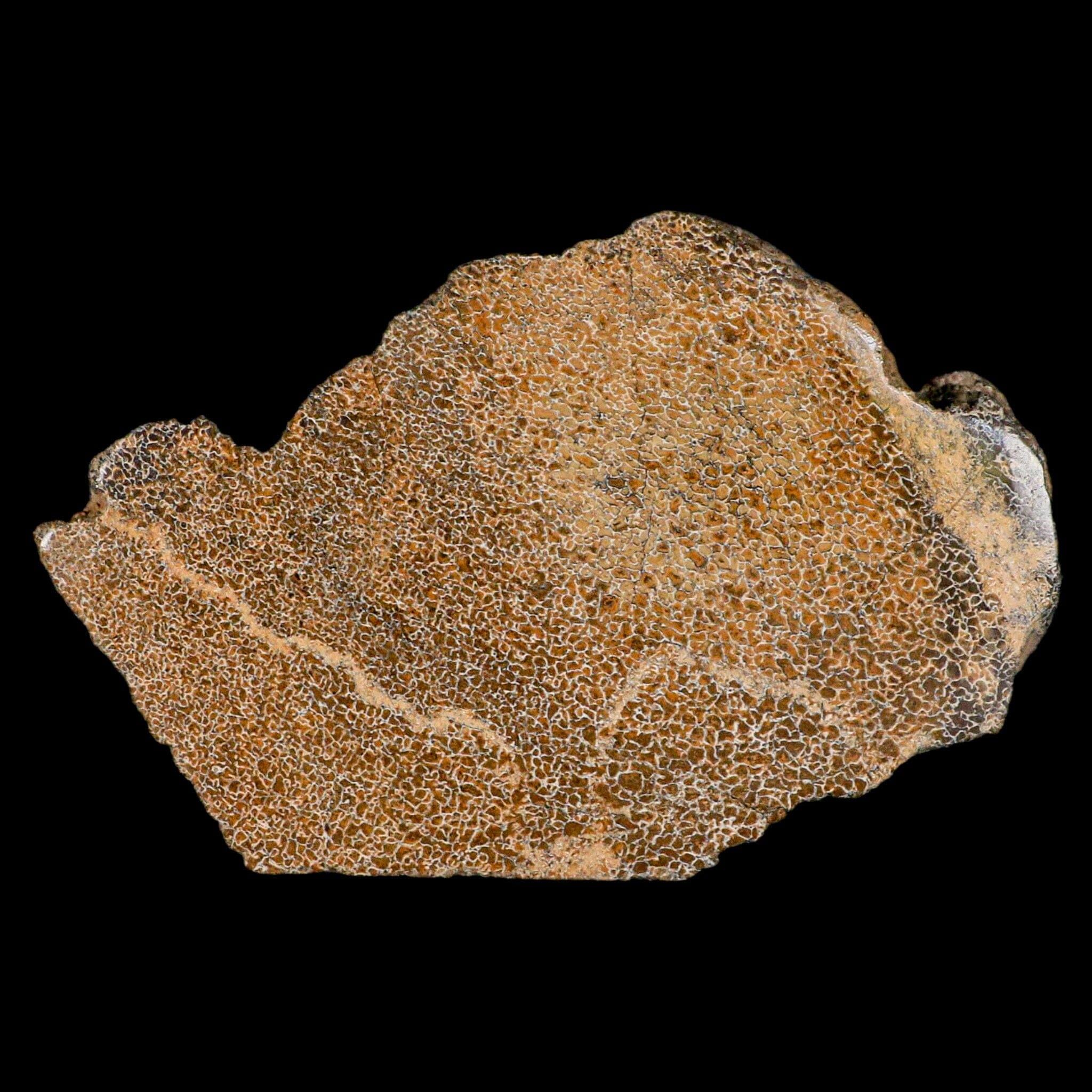FossilAgeMinerals - Etsy 日本