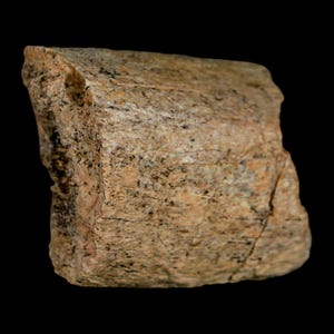 1.7&quot; Triceratops Fossil Rib Bone Lance Creek Formation Late Cretaceous Dinosaur Wyoming Certificate of Authenticity Free Shipping