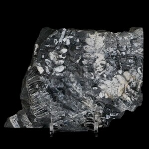 4.8&quot; Alethopteris Fern Plant Leaf Fossil Carboniferous Age Llewellyn Formation ST Clair Certificate of Authenticity Free Stand and Shipping