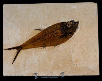 4.8" Diplomystus Dentatus Fossil Fish Green River Formation Wyoming Eocene Age Certificate of Authenticity Free Stand and Free Shipping