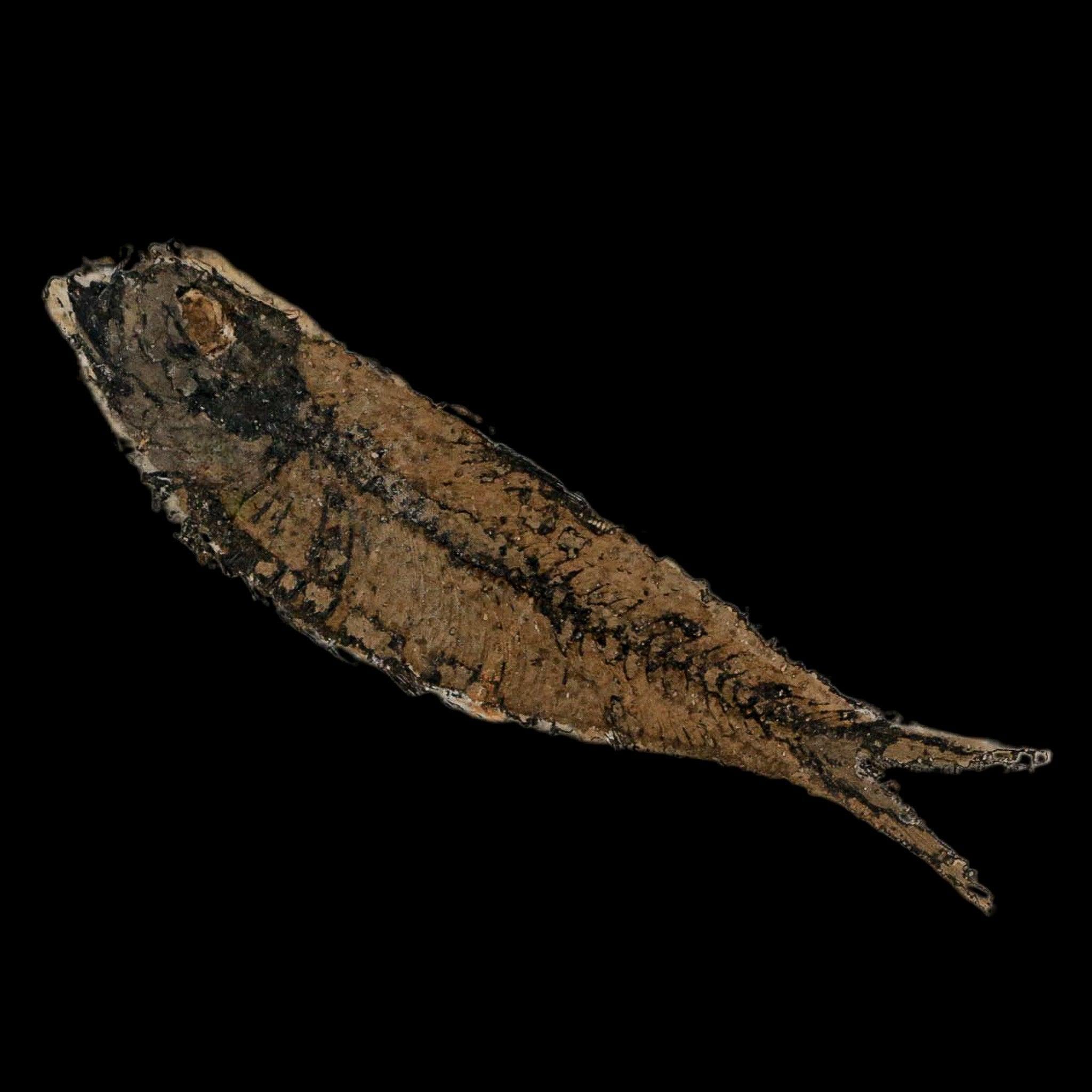 XL 4.2インチ ナイティア・エオカエナ 化石魚 グリーンリバー層