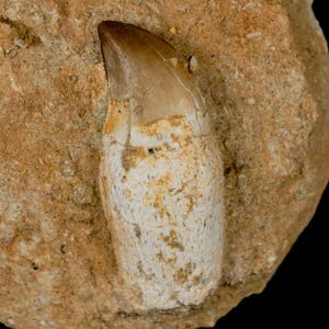 1.9&quot; Mosasaur Prognathodon Fossil Tooth Rooted In Matrix Cretaceous Dinosaur Era Oued Zem Morocco Certificate of Authenticity Free Shipping