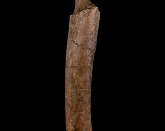 5.9" Hadrosaurus Fossil Rib End Bone Hell Creek Formation Dinosaur Cretaceous Montana COA Free Stand Free Shipping