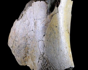 本物のエドモントサウルスの歯の化石 - ハドロサウルス恐竜 - 白亜紀