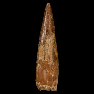 1.2&quot; Pterosaur Coloborhynchus Fossil Tooth Upper Cretaceous Kem Kem Basin Morocco Certificate Of Authority Free Display and Free Shipping