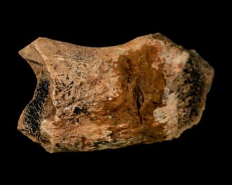 2.4インチ ハドロサウルス恐竜の化石 肋骨 ヘルクリーク層 モンタナ州