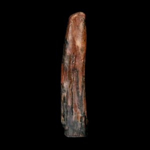 May include: A weathered, elongated wooden object with a rough, textured surface. The wood displays a mix of reddish-brown, dark brown, and black hues, with visible grain and cracks. The object has a natural, organic appearance.