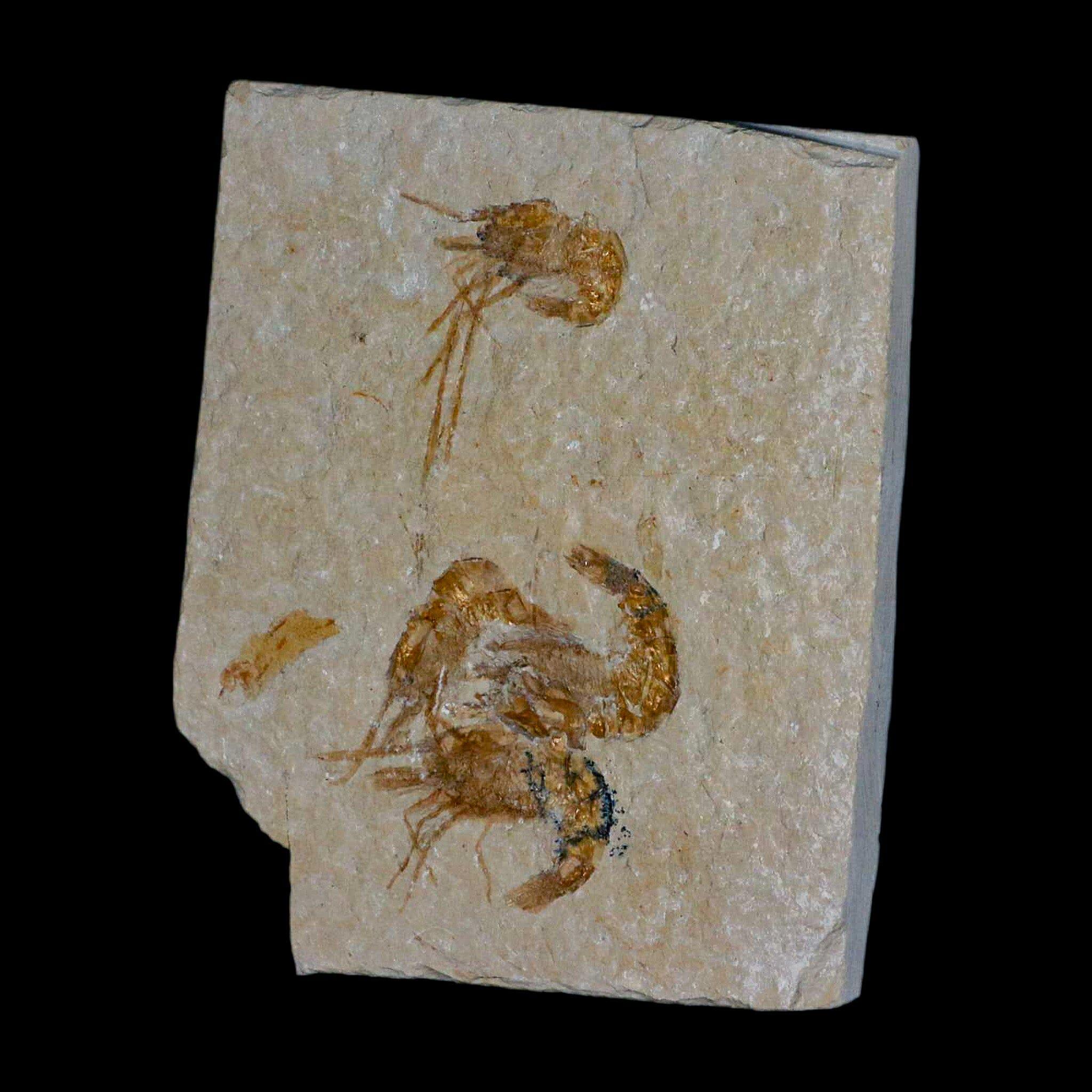 4 4 化石エビ Carpopenaeus 白亜紀 1 億年前 セノマニアン層 レバノン