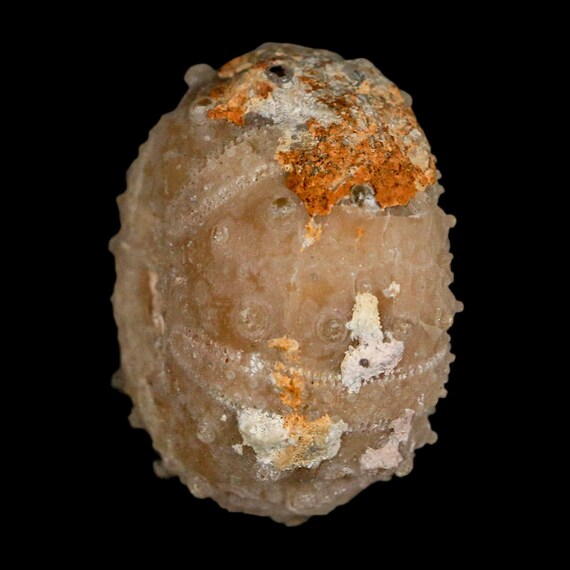 33MM Detailed Fossil Goniopygus Sp Sea Urchin Echinoid Cretaceous