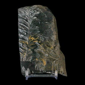 4&quot; Alethopteris Fern Plant Leaf Fossil Carboniferous Age Llewellyn Formation ST Clair, Certificate of Authenticity, Free Stand and Shipping
