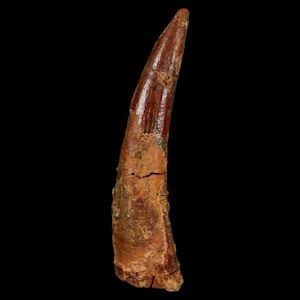 1.3&quot; Pterosaur Coloborhynchus Fossil Tooth Upper Cretaceous Kem Kem Basin Morocco Certificate Of Authority Free Display and Free Shipping