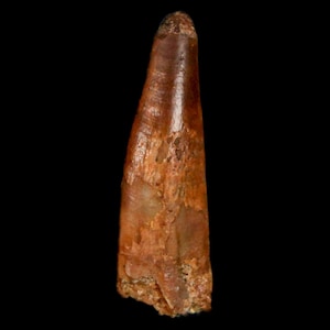 0.9&quot; Pterosaur Coloborhynchus Fossil Tooth Upper Cretaceous Kem Kem Basin Morocco Certificate Of Authority Free Display and Free Shipping