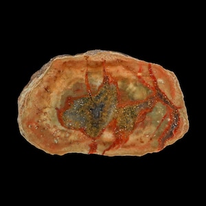 May include: A polished slice of petrified wood featuring concentric rings of tan, beige, and cream colors. The center contains a cluster of dark gray and golden-brown crystalline structures, accented by vibrant red mineral veins throughout.