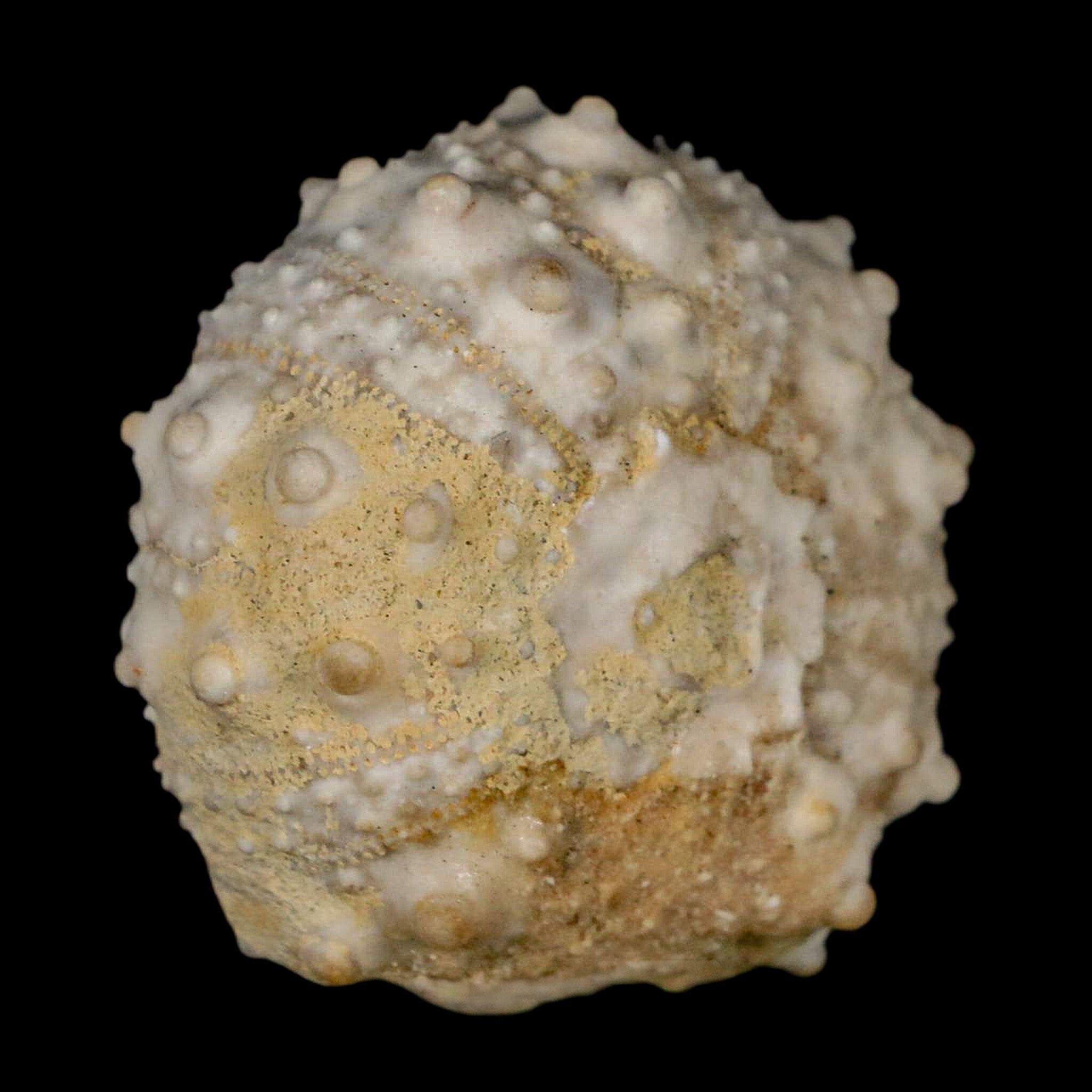 30MM Detailed Fossil Goniopygus Sp Sea Urchin Echinoid Cretaceous