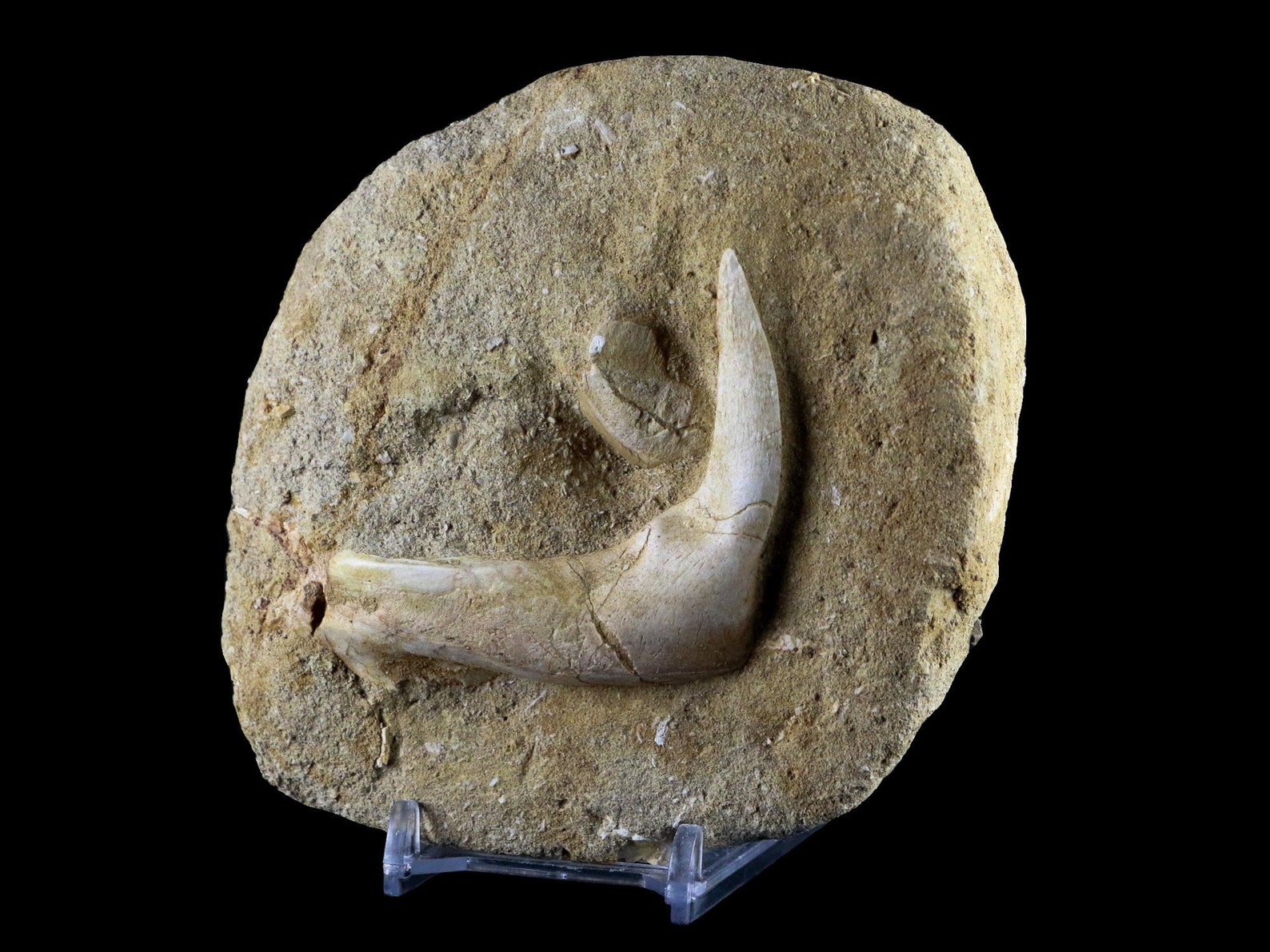 2.4 XL Saber Toothed Herring Fossil Fish Jaw Fang Teeth Etsy