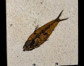 3.9インチ ナイティア・エオカエナ 化石魚 グリーンリバー層