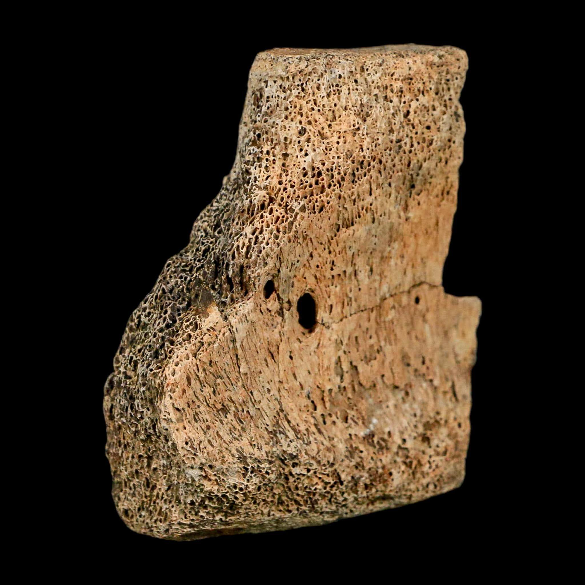 2.4インチ ハドロサウルス恐竜化石 椎骨 ヘルクリーク層 モンタナ州