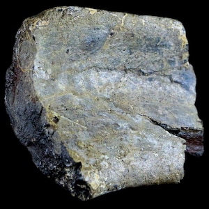 2.5" Edmontosaurus Fossil Rib Bone Specimen Lance Creek Formation Cretaceous Dinosaur Wyoming Certificate of Authenticity Free Shipping image 1