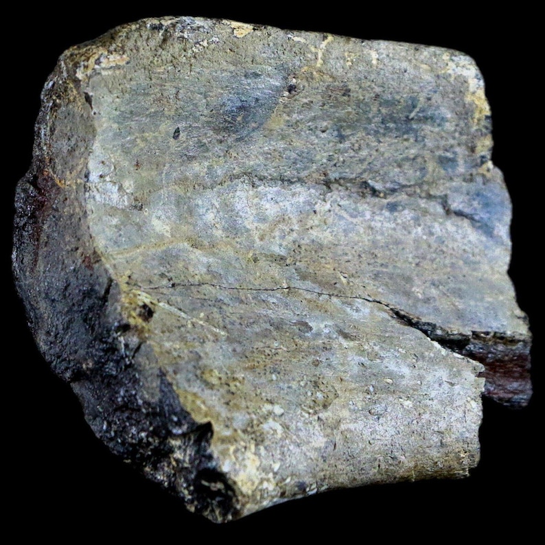 2.5" Edmontosaurus Fossil Rib Bone Specimen Lance Creek Formation Cretaceous Dinosaur Wyoming Certificate of Authenticity Free Shipping image 1