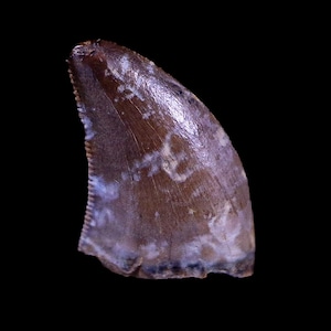 0.3&quot; Nanotyrannus Tyrannosaurus Fossil Tooth Dinosaur Hell Creek Dawson Montana Certificate Of Authenticity Free Display and Shipping