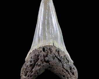 2.1" Quality Cosmopolitodus Hastalis Mako Shark Tooth Serrated Natural Fossil Late Miocene Age To Pliocene South Carolina Free Shipping