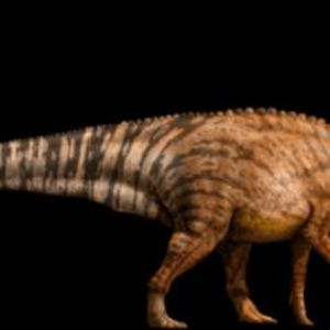 2.5" Edmontosaurus Fossil Rib Bone Specimen Lance Creek Formation Cretaceous Dinosaur Wyoming Certificate of Authenticity Free Shipping image 8