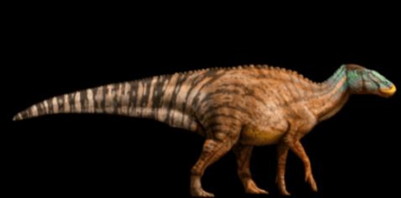 2.5" Edmontosaurus Fossil Rib Bone Specimen Lance Creek Formation Cretaceous Dinosaur Wyoming Certificate of Authenticity Free Shipping image 8