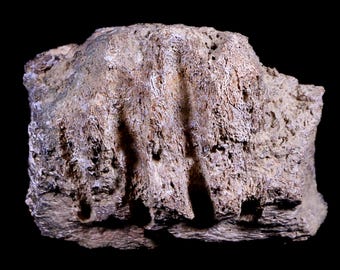 本物のエドモントサウルスの歯の化石 - ハドロサウルス恐竜 - 白亜紀