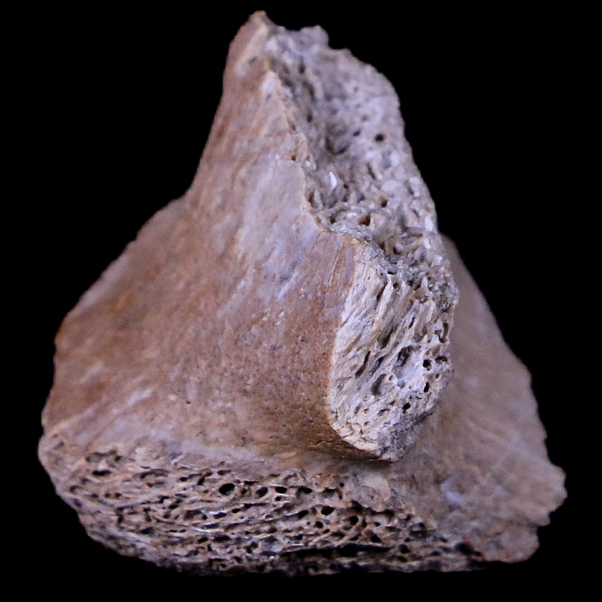 ボード FOSSIL - FOSSIL BOARD NATURAL 160 4+LB GENUINE NATURAL SEASHELL FOSSIL STONE EMBEDDED