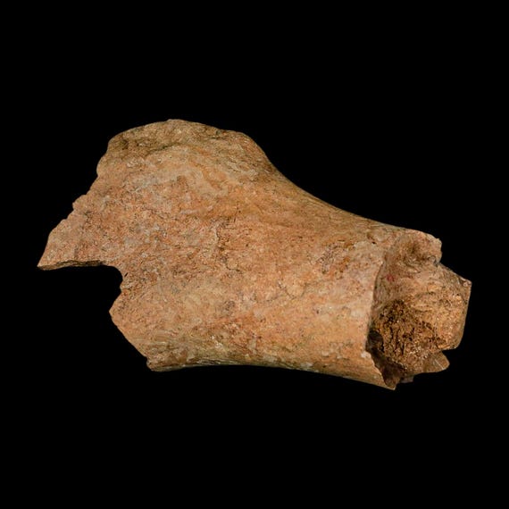 本物 恐竜 エドモントサウルスの助骨 化石 ヘルクリーク層 ネーム