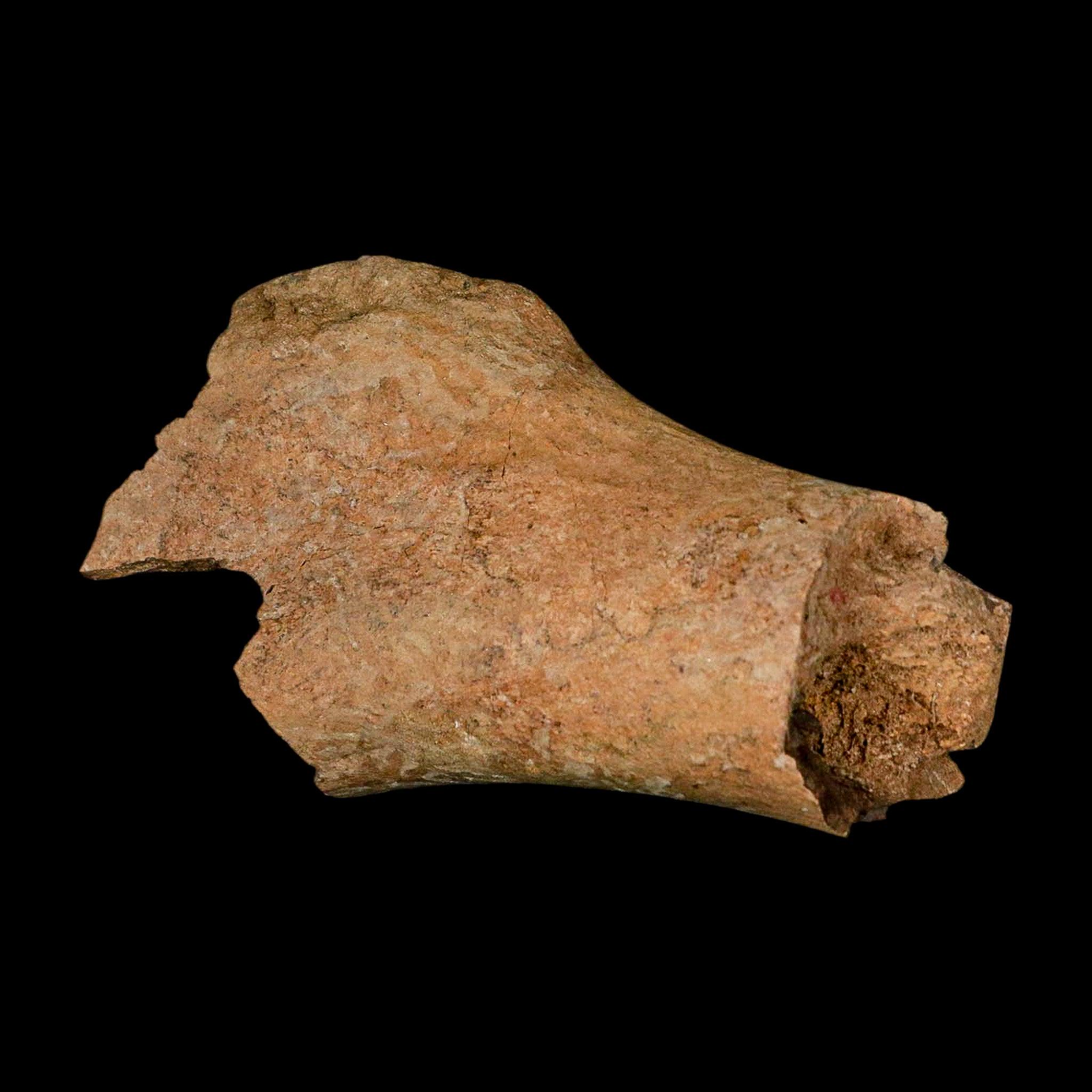 4.6インチ エドモントサウルス 化石 上腕骨 ランスクリーク層 白亜紀