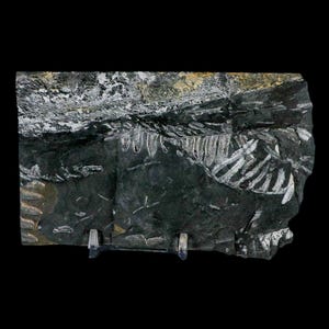5.2&quot; Alethopteris Fern Plant Leaf Fossil Carboniferous Age Llewellyn Formation ST Clair, COA Free Stand and Shipping
