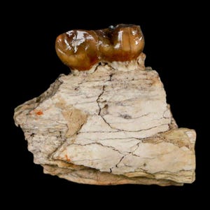 0.9&quot; Mesohippus Jaw Tooth Three Toed Horse Fossil Oligocene South Dakota Badlands Tooth Certificate of Authenticity Free Stand And Shipping