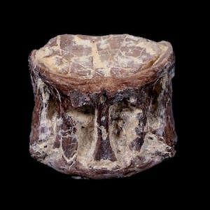 0.9&quot; Xiphactinus Audax Fossil Vertebrae Cretaceous Era Fish Niobrara Formation Kansas Free Shipping