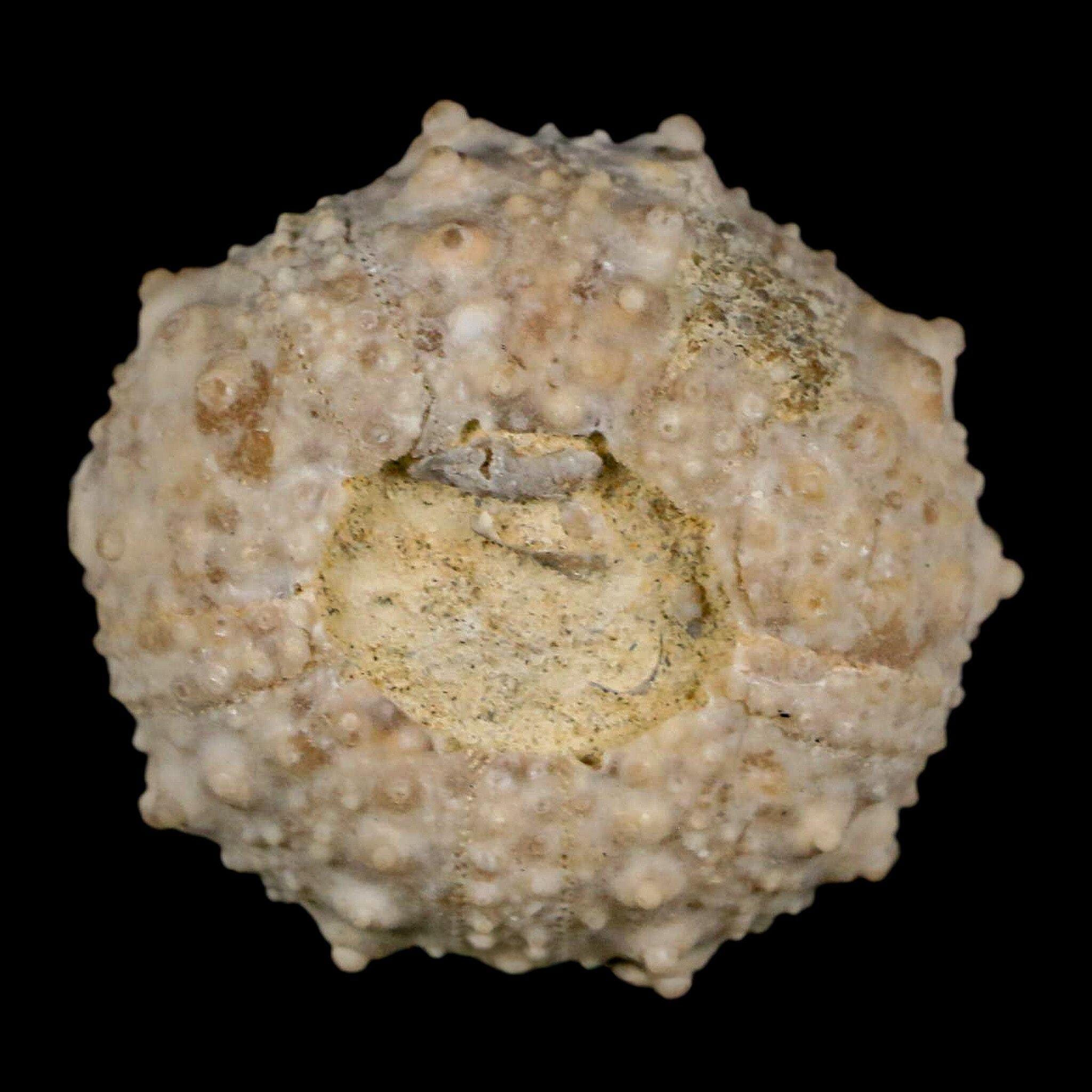 Goniocidaris spinosa　ウニ殻　標本 34MM Detailed Fossil Goniopygus Sp Sea Urchin Echinoid Cretaceous