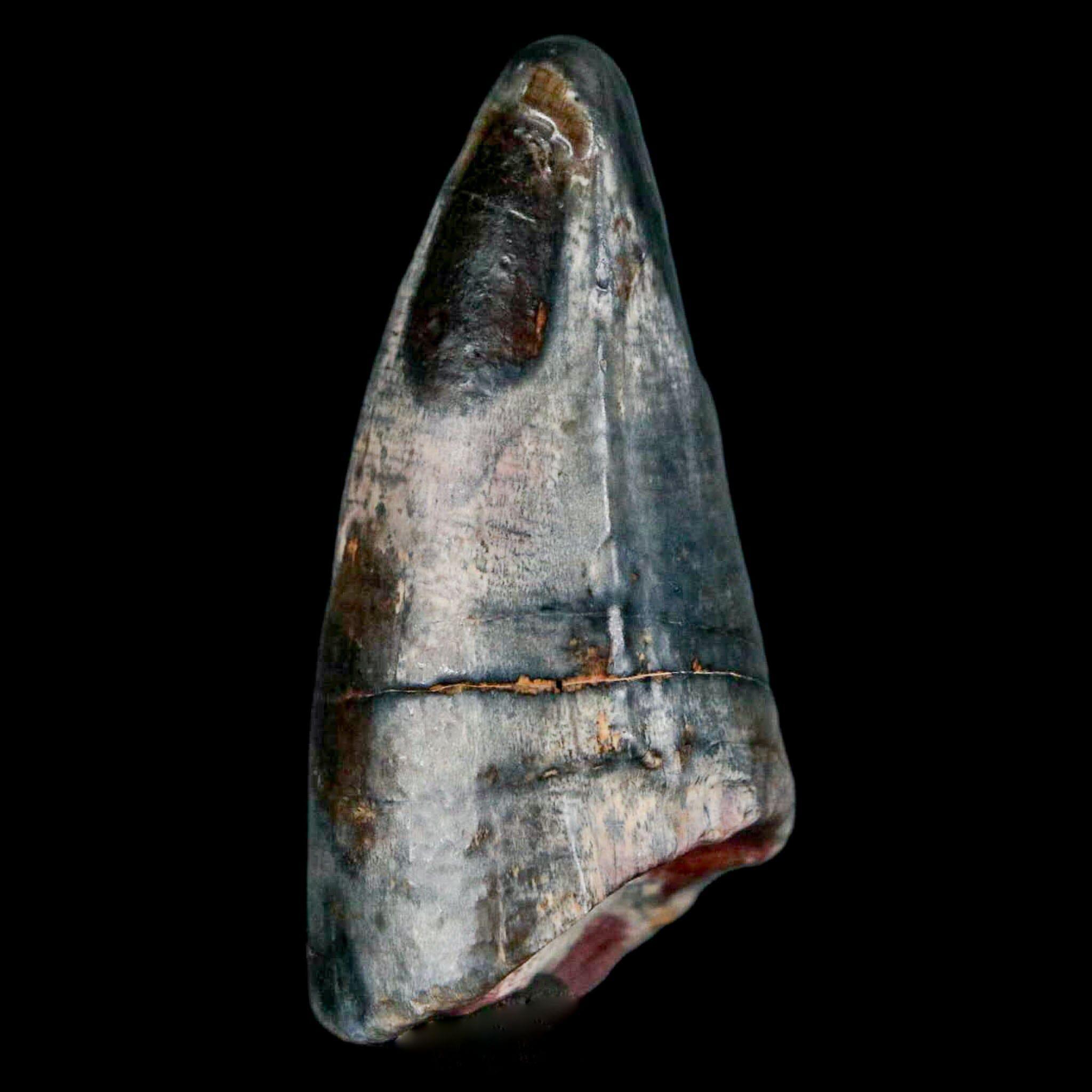 サルコスクスの歯　ワニ　恐竜　化石　白亜紀　ニジェール 2インチ サルコスクス インペラトル ワニの歯の化石 エルハズ層 白亜紀