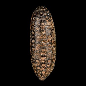 XL 2,2 "fossiele dennenappel equicalastrobus vervangen door agaat eoceen leeftijd zaden fruit talsine Marokko gratis verzending