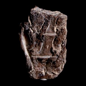 1.9&quot; Xiphactinus Audax Fossil Vertebrae Cretaceous Era Fish Niobrara Formation Kansas Free Shipping