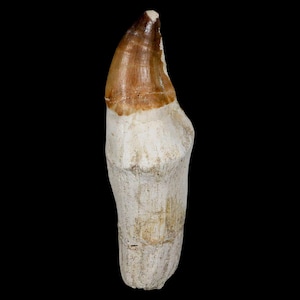 XL 4.8&quot; Mosasaur Prognathodon Fossil Tooth Rooted Cretaceous Dinosaur Era Oued Zem Morocco Certificate of Authenticity Free Shipping