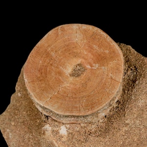 May include: A cross-section of a fossilized tree trunk, showcasing concentric growth rings in shades of tan and brown. The fossil is set on a rough, sandy base, with a dark background.