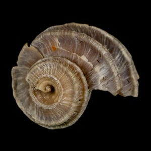 1.2" Ecphora Gardnerae Gastropod Fossil Shell Lee Creek Miocene Epoch North Carolina