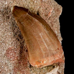 1.2&quot; Mosasaur Baugei Fossil Tooth In Matrix Oued Zem Morocco Cretaceous Dinosaur Era Certificate of Authenticity Free Shipping