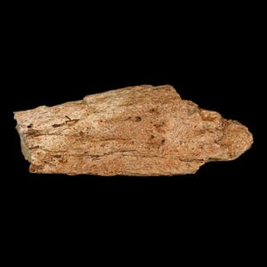 4.2&quot; Triceratops Fossil Frill Bone Lance Creek Formation Cretaceous Dinosaur Wyoming Certificate of  Authenticity Free Shipping